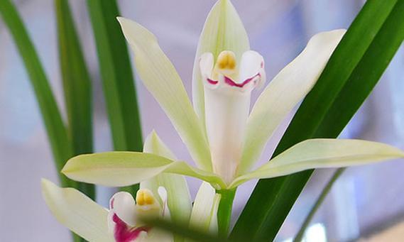 碧玉绿植的花语代表了什么含义？