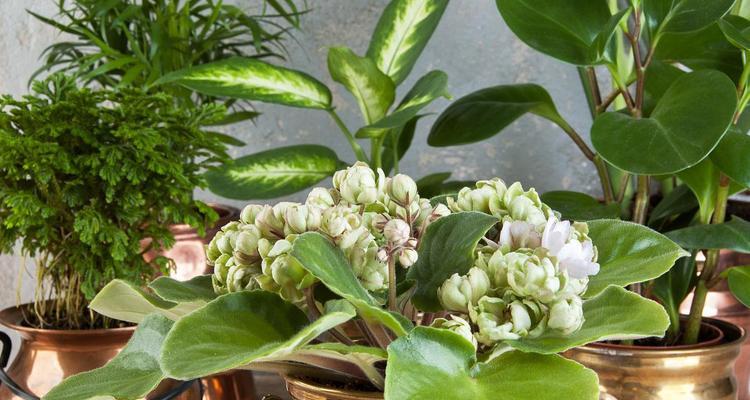 碧玉绿植的花语代表了什么含义？