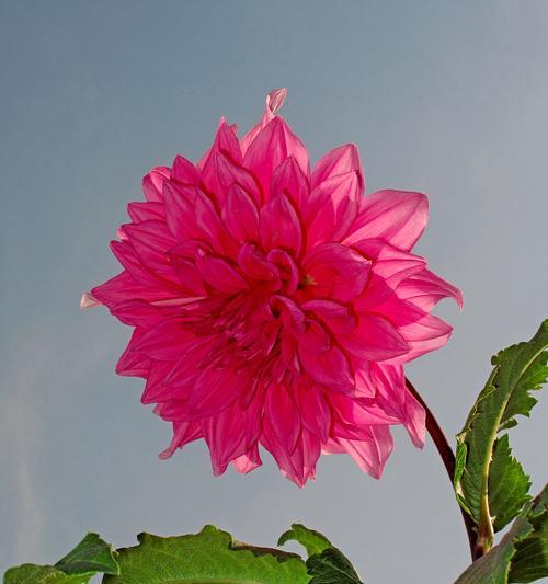 花开蝶自来的花语是什么？这种花象征着什么？