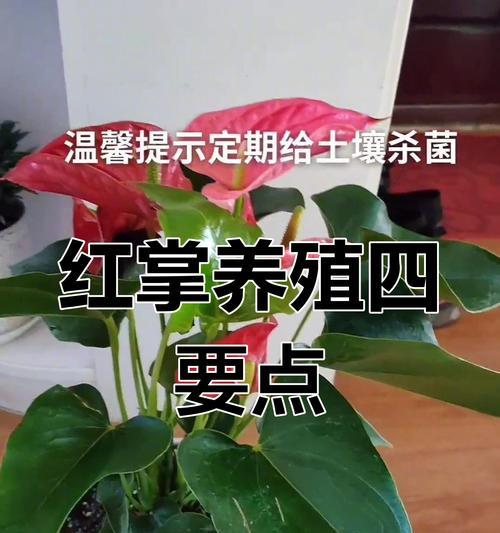 红掌施肥应该使用哪种肥料？