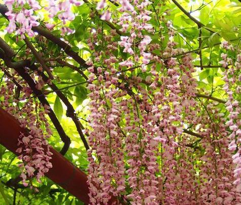 花语寓意长长久久的花是什么？你知道它是什么吗？
