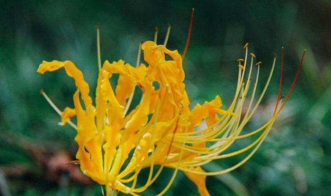 芙卡洛斯适合哪种花语？花语有何寓意？