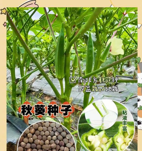 发财树种子种植的最佳时机是什么时候？