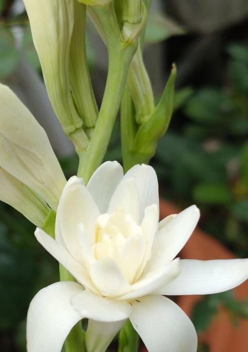 芙卡洛斯适合哪种花语？花语有何寓意？