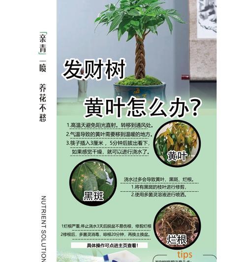 发财树种子种植的最佳时机是什么时候？