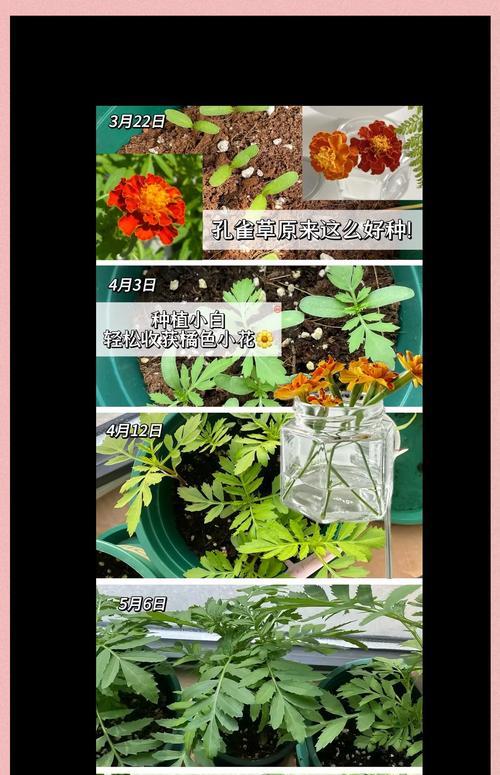 发财树种子种植的最佳时机是什么时候？