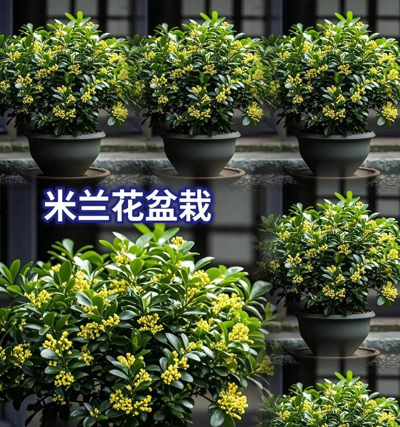 刚买的米兰花怎么养？需要特别注意哪些事项？