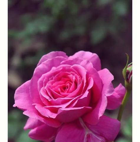 大花月季浓香粉色的花语是什么？这种花的特别之处在哪里？