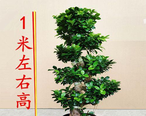 气根榕树盆景修剪方法有哪些？修剪后如何促进生长？