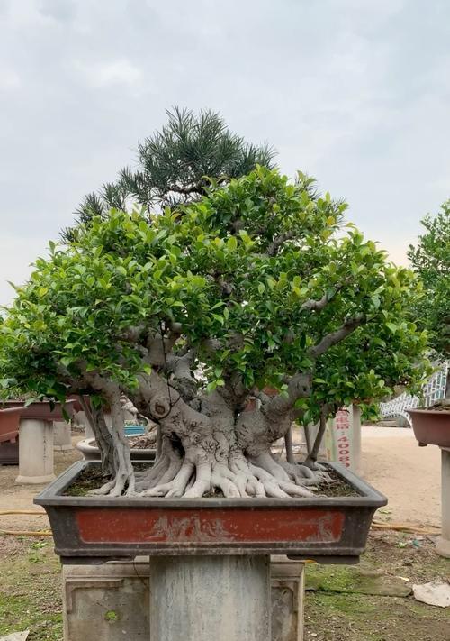 气根榕树盆景修剪方法有哪些？修剪后如何促进生长？