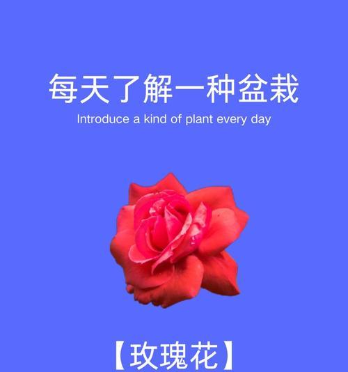 三片花瓣玫瑰花语寓意是什么？它有什么特别含义？