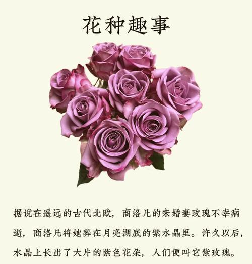 三片花瓣玫瑰花语寓意是什么？它有什么特别含义？
