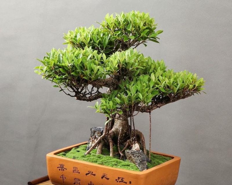 气根榕树盆景修剪方法有哪些？修剪后如何促进生长？