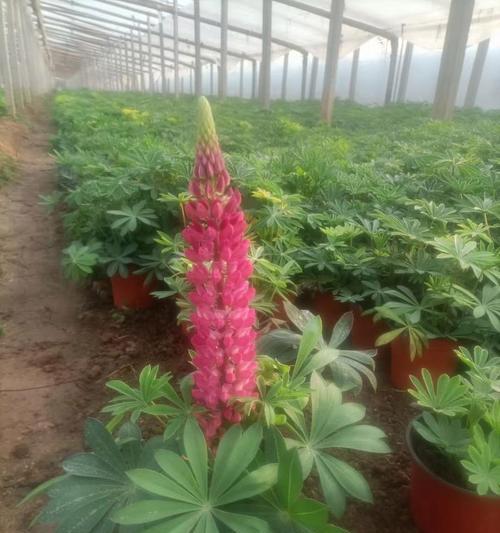 鲁冰花的播种方法是什么？播种鲁冰花需要注意什么？