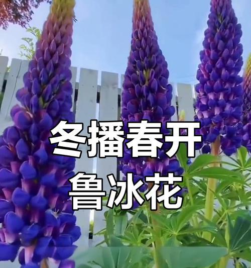 鲁冰花的播种方法是什么？播种鲁冰花需要注意什么？