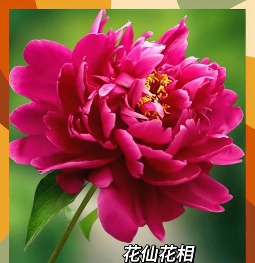 哪种花象征着永恒不变的爱情？