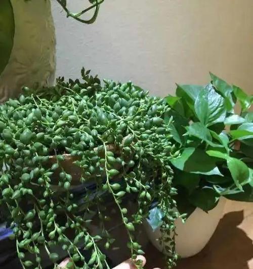 多肉吊兰怎么养？有哪些特别的养护技巧？
