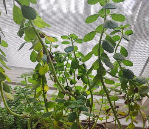 红网纹草的浇水频率是多少？浇水过多会怎样？