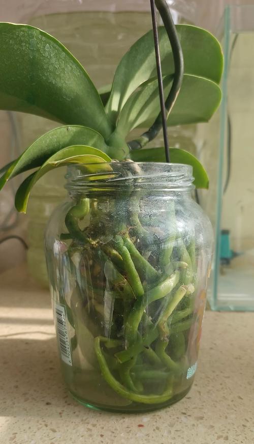 蝴蝶兰花的浇水技巧是什么？多久浇一次水合适？