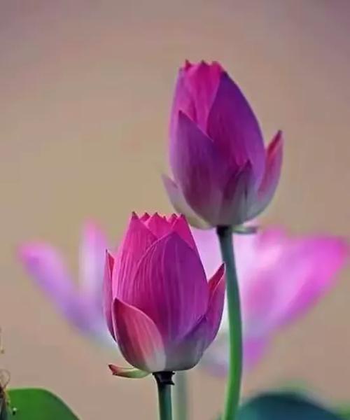 蕙兰花语代表什么？如何表达高风亮节？