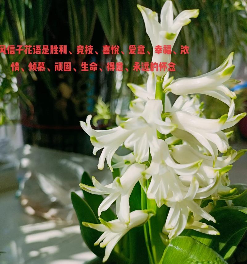 蕙兰花语代表什么？如何表达高风亮节？