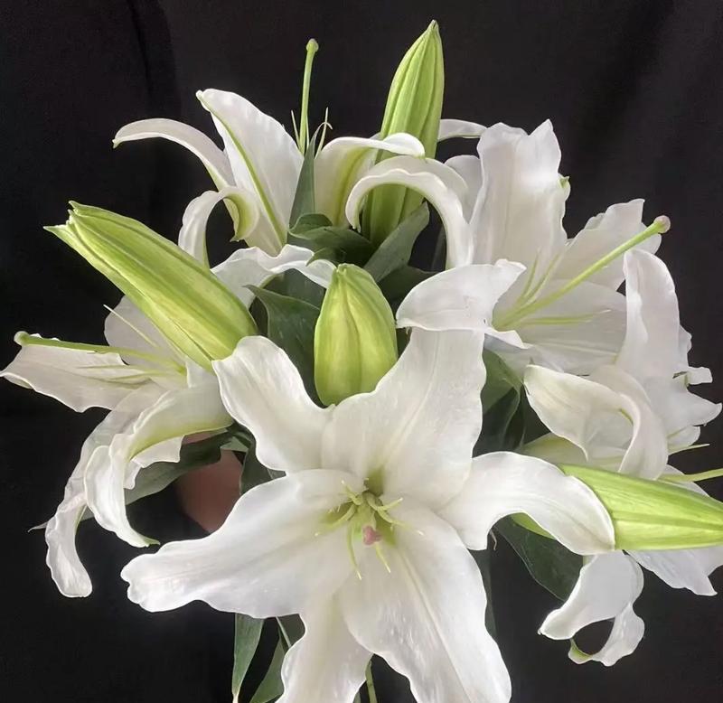 圆形花瓶适合养哪些花？如何保持花的新鲜度？
