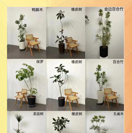 哪些树种具有良好的空气净化能力？如何选择适合的室内植物？