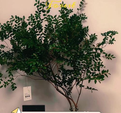 哪些树种具有良好的空气净化能力？如何选择适合的室内植物？
