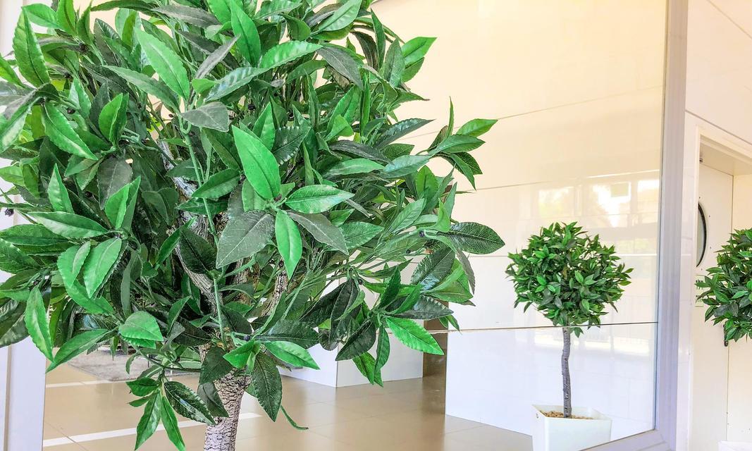 哪些树种具有良好的空气净化能力？如何选择适合的室内植物？