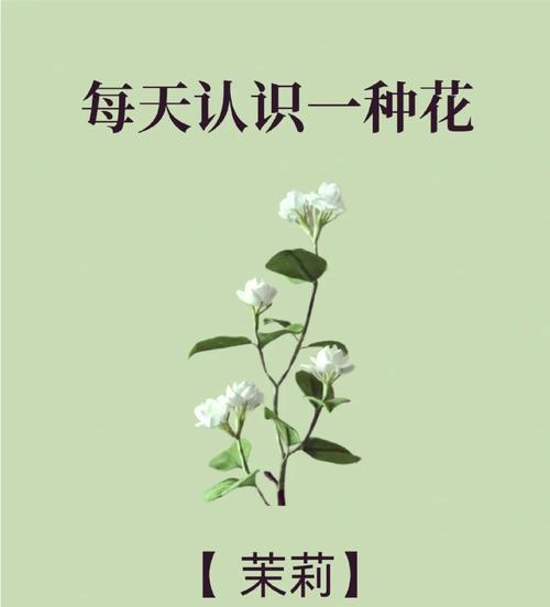 生日送茉莉花代表什么意义？