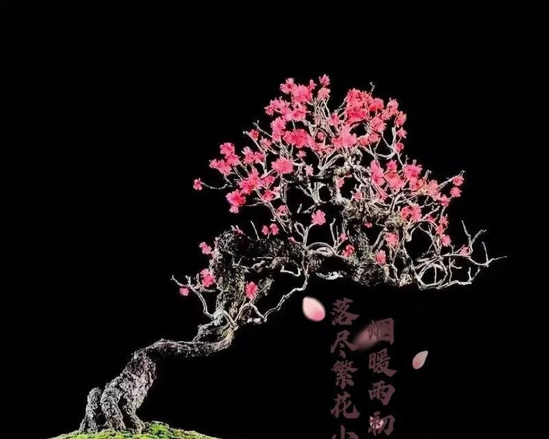 如何养梅花？梅花的养殖方法和注意事项是什么？