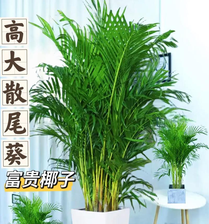 散尾花的花语和寓意是什么？