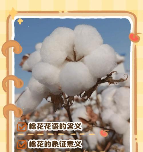 什么花语最能形容小孩子？哪种花的花语最贴切？