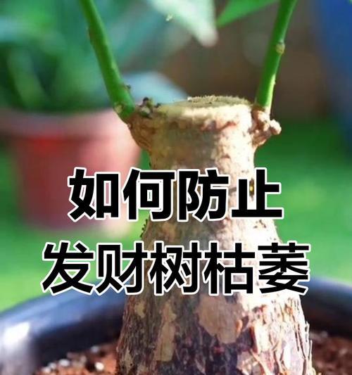 树木枯萎了怎么办？有哪些有效的处理方法？