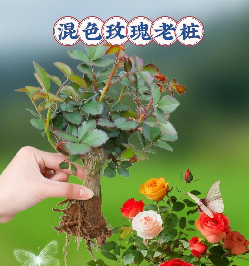 怎么种月季花？需要哪些基本的种植技巧？