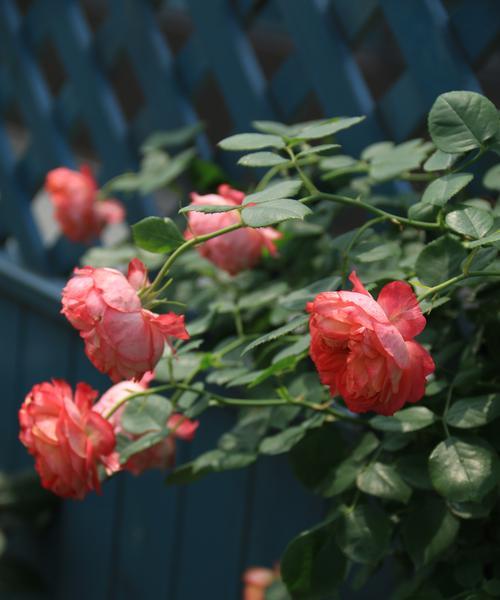 怎么种月季花？需要哪些基本的种植技巧？