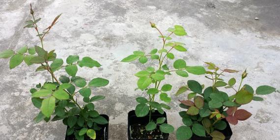 怎么种月季花？需要哪些基本的种植技巧？