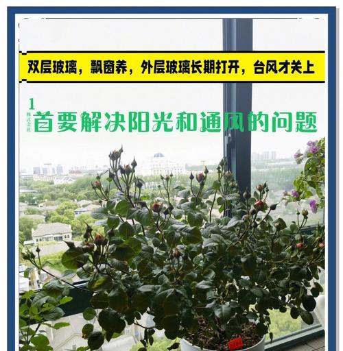 月季种植的技巧和常见问题解答是什么？