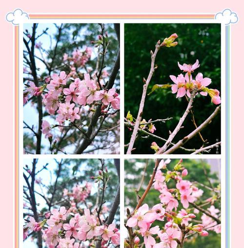 樱花盛开时的花语代表了什么？