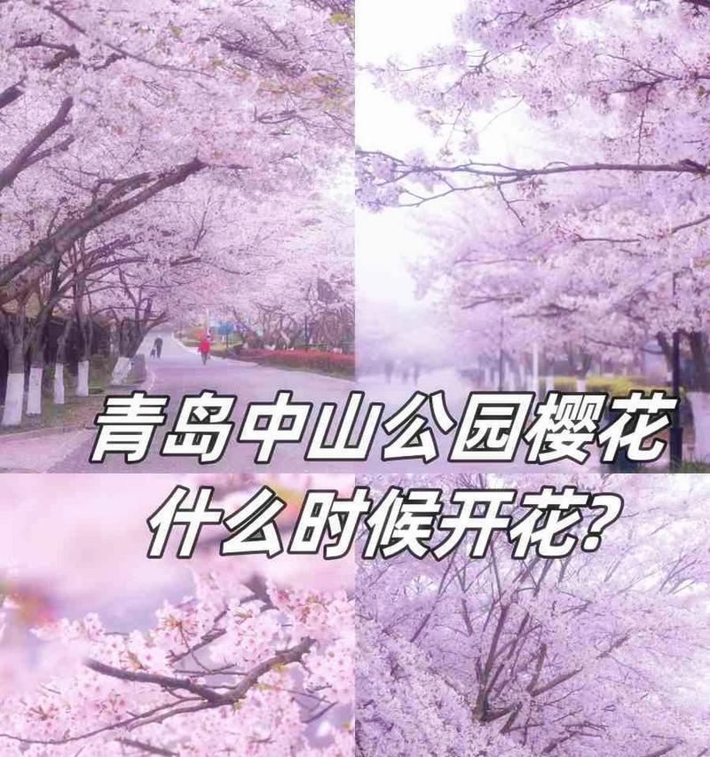 樱花盛开时的花语代表了什么？