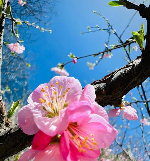 樱花盛开时的花语代表了什么？