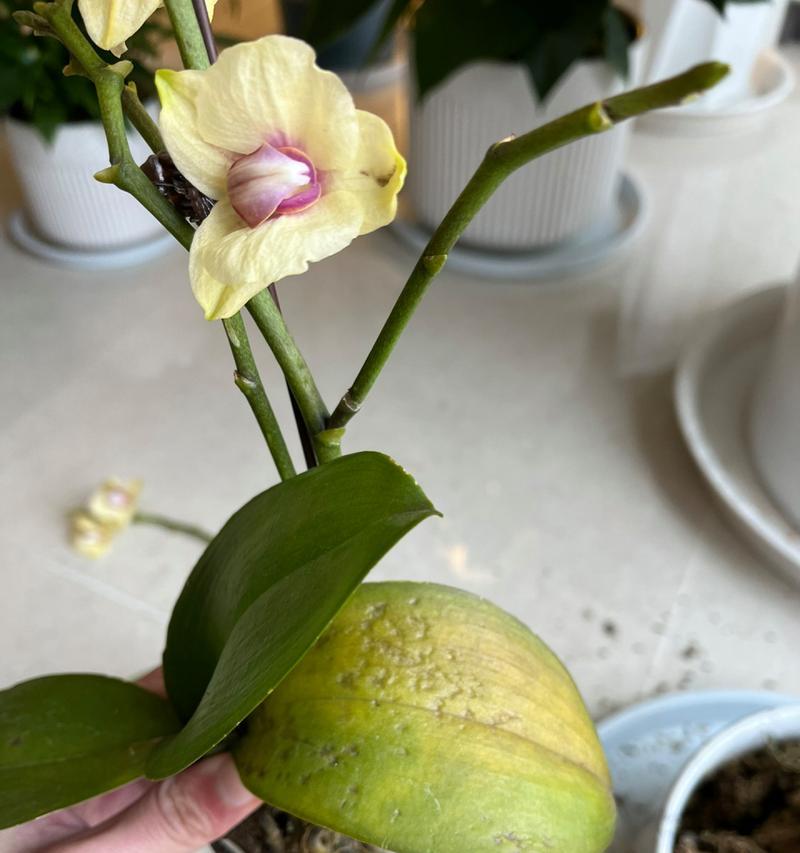 蝴蝶兰烂根怎么办？如何及时发现并处理烂根问题？