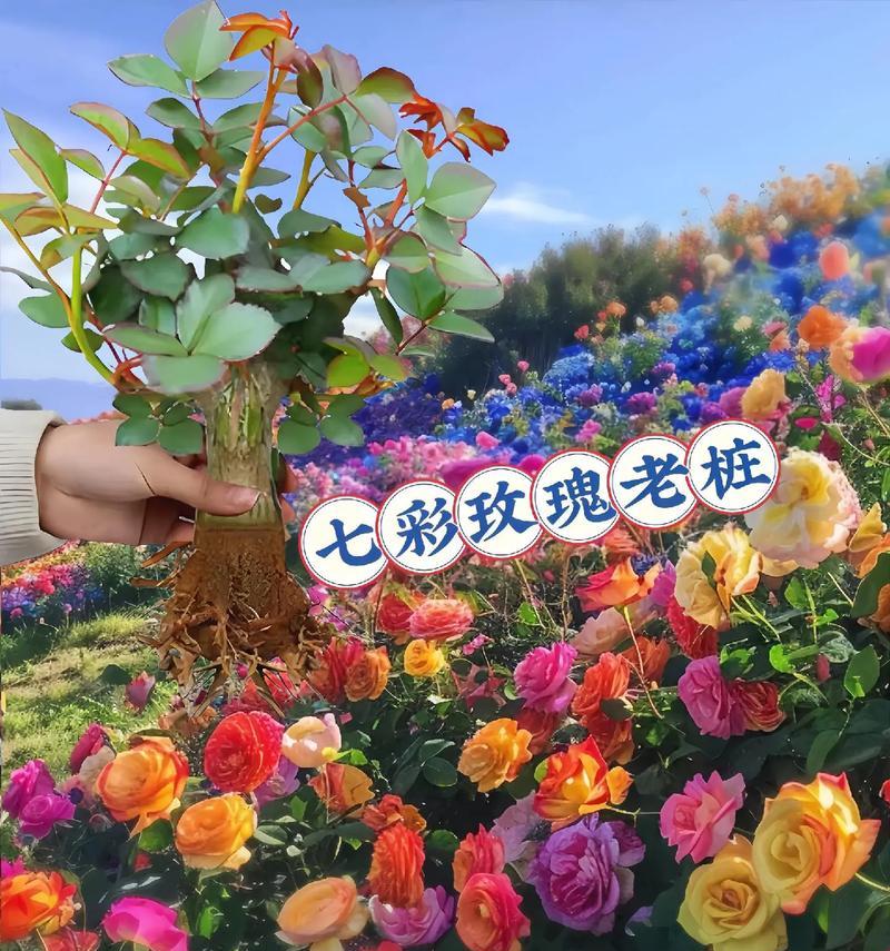 遥不可及的玫瑰花语是什么意思？
