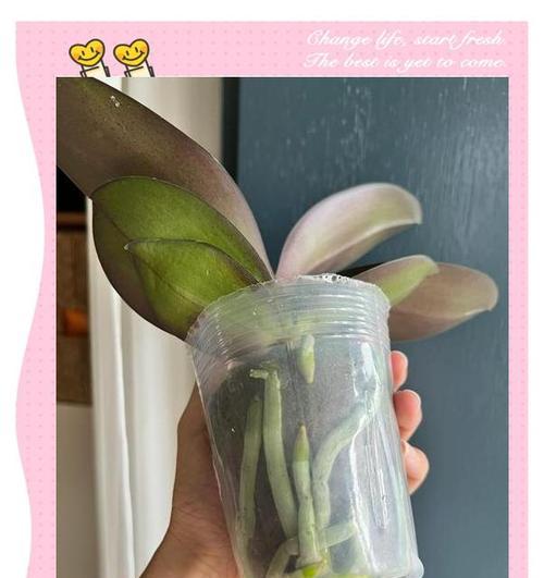 蝴蝶兰烂根怎么办？如何及时发现并处理烂根问题？