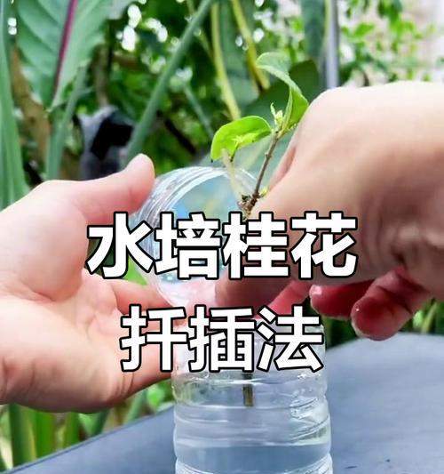 桂花扦插的最佳时机是什么时候？扦插后如何管理？
