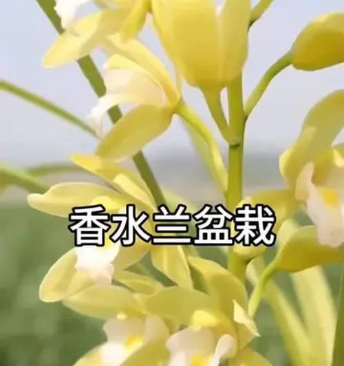中国香兰花语代表了哪种花？