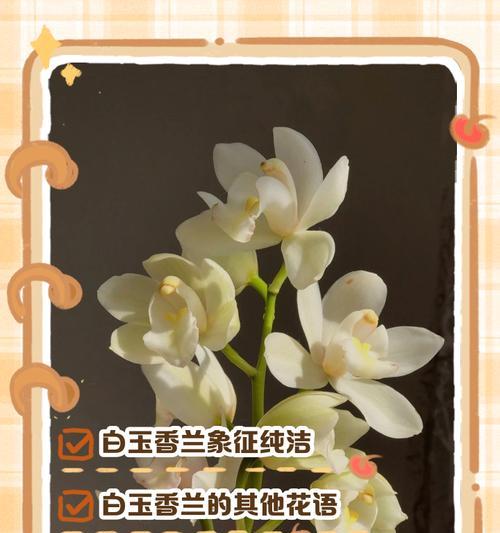 中国香兰花语代表了哪种花？