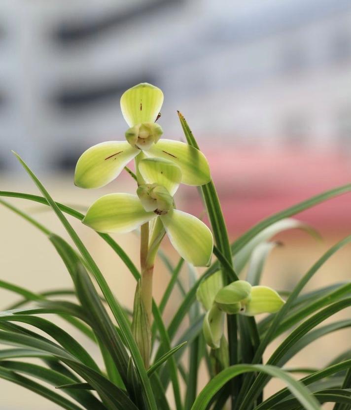 中国香兰花语代表了哪种花？