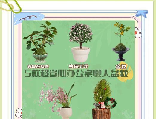 办公室环境适合哪些植物？如何照料？