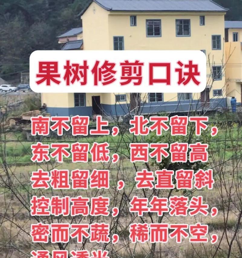 肉质植物徒长后如何修剪？怎样防止再次发生？